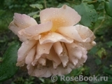 Julia's Rose Julia's Rose