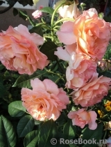Augusta Luise Augusta Luise