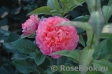 Augusta Luise Augusta Luise