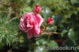 Agnes Schilliger Agnes Schilliger
