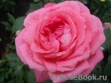 Comtesse de Provence®