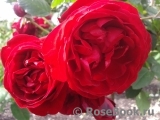 Florentina - Florentina -