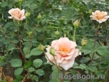 Julia's Rose Julia's Rose