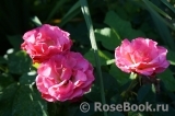 Crepe de Chine Crepe de Chine