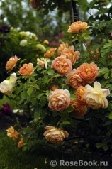 Lady of Shalott Lady of Shalott