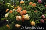 Lady of Shalott Lady of Shalott