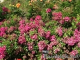 Marjorie Fair ® Marjorie Fair ®
