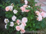 Bordure Nacree Bordure Nacree