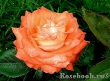 Konigin der Rosen Konigin der Rosen