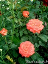 Konigin der Rosen Konigin der Rosen
