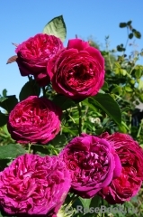 Falstaff® Falstaff®