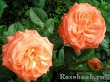Konigin der Rosen Konigin der Rosen