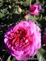 Princess Anne Princess Anne