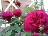 Darcey Bussell Darcey Bussell