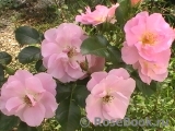Pink Robusta Pink Robusta