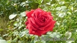 Red Star Red Star