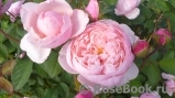The Alnwick Rose The Alnwick Rose