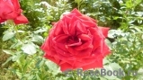 Red Star Red Star