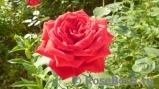 Red Star Red Star