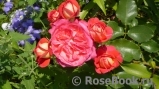 Midsummer Midsummer