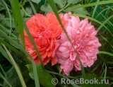 Rosarium Uetersen Rosarium Uetersen