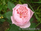 The Alnwick Rose The Alnwick Rose