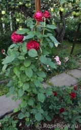 Rose des 4 Vents Rose des 4 Vents