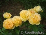 Bernstein-Rose Bernstein-Rose