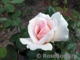 A Whiter Shade Of Pale A Whiter Shade Of Pale