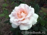 A Whiter Shade Of Pale A Whiter Shade Of Pale