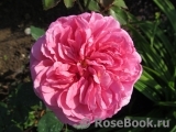 Princess Alexandra of Kent Princess Alexandra of Kent