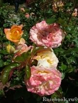 Pierre Tchernia Pierre Tchernia