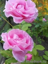 McCartney Rose, The McCartney Rose, The