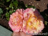 Pierre Tchernia Pierre Tchernia