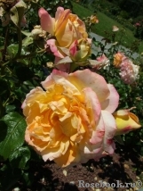 Pierre Tchernia Pierre Tchernia