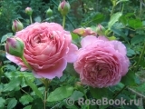 Jubilee Celebration® Jubilee Celebration®