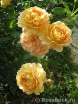 Golden Celebration® Golden Celebration®