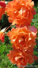 Westerland Westerland