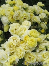 Golden Border Golden Border