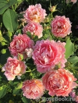 Rose des Cisterciens Rose des Cisterciens