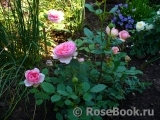 Boscobel Boscobel