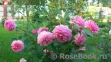 Jubilee Celebration® Jubilee Celebration®