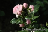 Hans Gonewein Rose Hans Gonewein Rose
