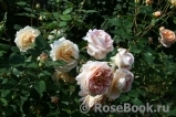 Abraham Darby Abraham Darby