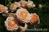 Abraham Darby Abraham Darby