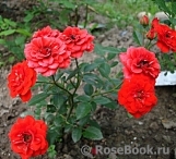 Orange Babyflor Orange Babyflor