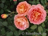 Lady of Shalott Lady of Shalott