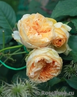 Apricot Sky ®