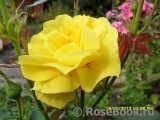 Friesia Friesia