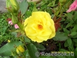 Friesia Friesia